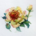 Watercolor art background colorful flower rose Royalty Free Stock Photo