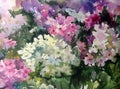 Watercolor art background colorful summer fresh flower violet white lilac phlox Royalty Free Stock Photo