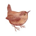 Watercolor art of beautiful portrait of Eurasian wren Troglodytes troglodytes.