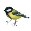 Watercolor art of beautiful portrait of great tit Parus major .