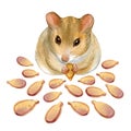 Watercolor art of beautiful portrait of mouse and pumpkin seeds on white background.