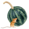 Watercolor art of beautiful portrait of mouse and pumpkin on white background. For posters, textile design, postcard