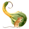 Watercolor art of beautiful portrait of mouse and pumpkin on white background. For posters, textile design, postcard