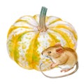 Watercolor art of beautiful portrait of mouse and pumpkin on white background. For posters, textile design, postcard