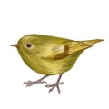 Watercolor art of beautiful portrait of ruby-crowned kinglet Regulus calendula.