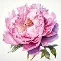 Realistic Watercolor Peony: Detailed Hyperrealistic Painting