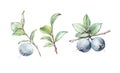 Watercolor art illustration herb blueberry background isolated