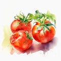 Watercolor art. Minimalist retro illustration with tomatoes