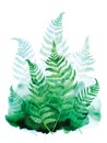 Watercolor art painting of green fern leaves on white background