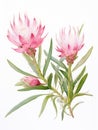 Watercolor Art of Telopea Speciosissima on White Backdrop AI Generated