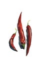 Watercolor art of three chilli peppers. Art can be used for menu design