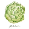 Watercolor artichoke - hand painted Royalty Free Stock Photo