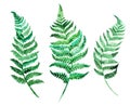 Watercolor handpainted green fern leaves on white background