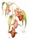 Watercolor Artwork of Bulbophyllum Medusae on White Background AI Generated