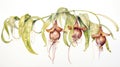 Watercolor Artwork of Bulbophyllum Medusae on White Background AI Generated