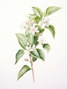 Watercolor Artwork of Quillaja Saponaria on White Background AI Generated