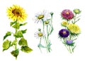 Watercolor aster, chrysanthemum, sunflower, chamomile bouquet