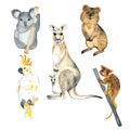 Watercolor Australia animals on a white background. Kangaroo, quokka, cockatoo, possum, koala