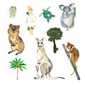 Watercolor Australia animals on a white background. Kangaroo, quokka, cockatoo, possum, koala