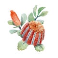 Watercolor australian banksia floral composition Royalty Free Stock Photo