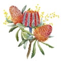 Watercolor australian banksia floral composition Royalty Free Stock Photo