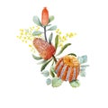 Watercolor australian banksia floral composition Royalty Free Stock Photo
