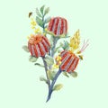 Watercolor australian banksia vector composition