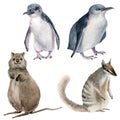 Watercolor australian blue Penguins, numbat, Quokka illustration