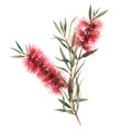 Watercolor australian callistemon illustration Royalty Free Stock Photo