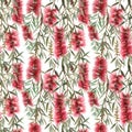 Watercolor australian callistemon seamless pattern