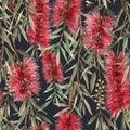 Watercolor australian callistemon seamless pattern