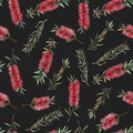 Watercolor australian callistemon seamless pattern