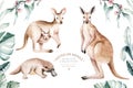 Watercolor australian cartoon kangaroo and platypus isolated on white background. Australian kangaroos set kids Royalty Free Stock Photo