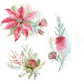 Watercolor australian flowers set