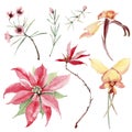 Watercolor australian flowers set