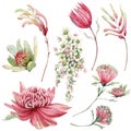 Watercolor australian flowers set