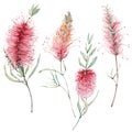 Watercolor australian flowers set