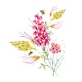 Watercolor australian grevillea flower