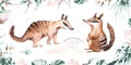 Watercolor australian numbat. illustration of a cute animals. Nursery art