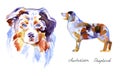 Watercolor Australian shepherd. Dog on white background