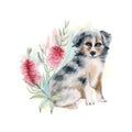 Watercolor Australian Shepherd puppy illustration