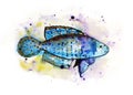 Watercolor Austrolebias fish