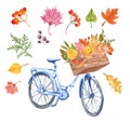 Watercolor autumn bicycle and colorful leaves in a wooden basket. Cute blue bike with fall foliage bouquet and roses on white Royalty Free Stock Photo