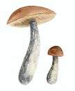 Watercolor autumn birch Mushroom