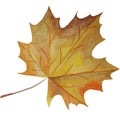Watercolor autumn colorful isolated leaf