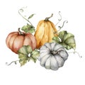 Watercolor autumn composition of pumpkins and leaves. Hand painted blue, red and orange gourds isolated on white Royalty Free Stock Photo