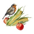 Watercolor autumn composition of robin, corn and apple. Hand painted bird and harvest isolated on white background