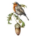 Watercolor autumn composition with robin redbreast and acorn. Hand painted bird and oak leaves isolated on white