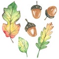 Watercolor autumn floral clipart. Hand draw leaves and acorn design elements.