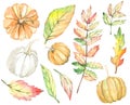 Watercolor autumn floral clipart. Hand drawn leaves and pumpkins design elements. Forest elements.